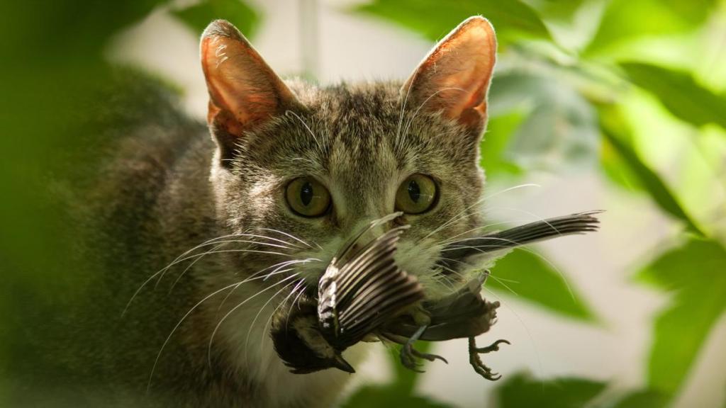 Cat with a bird in its mouth.