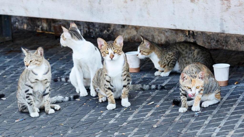 Stray cats eating.