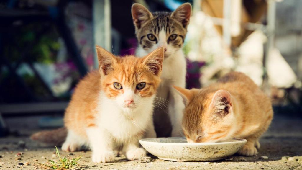 Baby cats eating on the street.