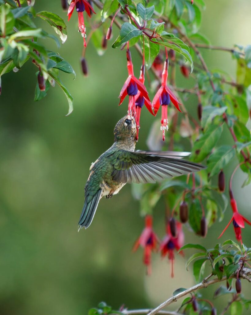 Little Hummingbird (Sephanoides sephaniodes) drinking Chilco flower (Fuchsia magellanica) Photography by @araya_fotografia_aves (2)