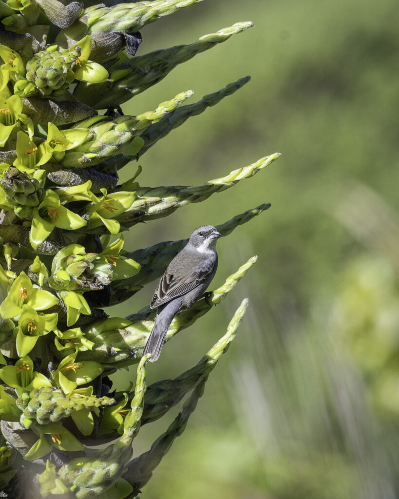 Diuca (Diuca diuca) on Puya. Credits Chile Birds.