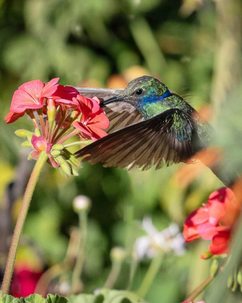 Blue hummingbird (Colibri coruscans). Chile Birds Credits