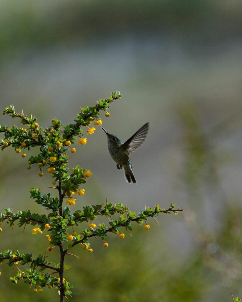 Little Hummingbird (Sephanoides sephaniodes) drinking Calafate flower (Berberis microphylla) Photography by @ivanerre