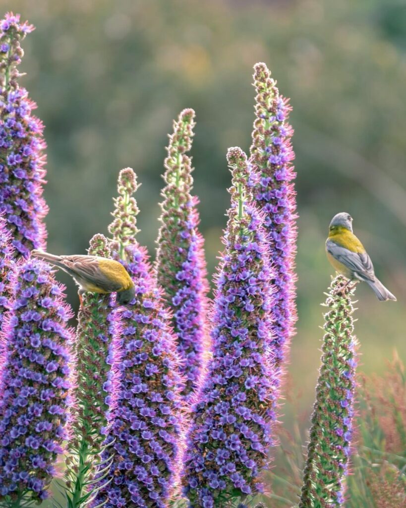 Gay's Comet (Phrigilus gayi) on Madeira Pride flower (Echium candicans) Photography by @katha_zc (2)