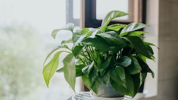 "The choice of indoor plants can vary significantly depending on lifestyle and personality, recommends agronomist Andres Røyneberg". (Getty)