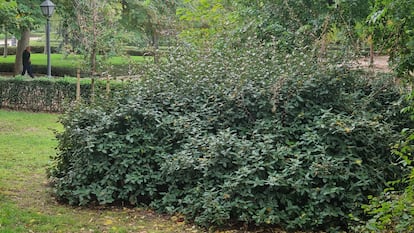 A large shrubby mass of eleagno with its characteristic appearance in Madrid's Retiro park.