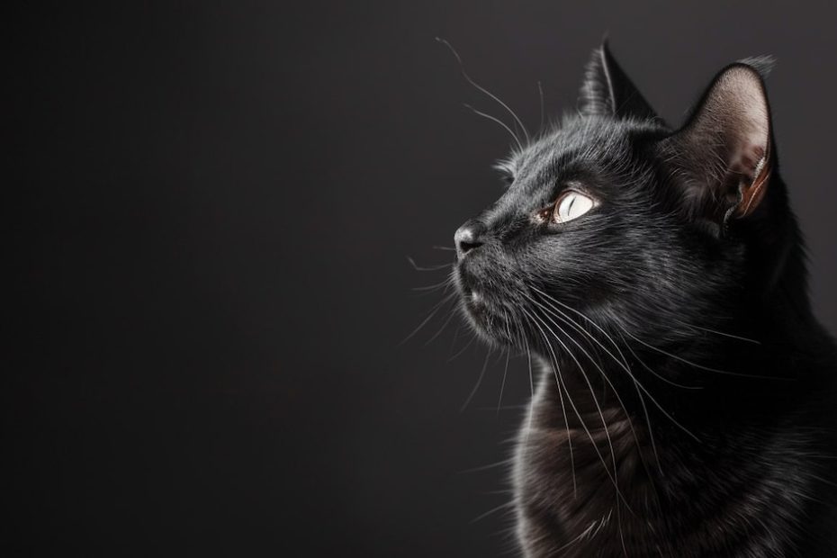 Black animals and superstitions, the dark relationship that is going viral these days