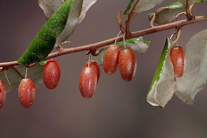 The ripe fruits of the eleagno are edible.