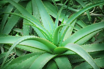 Aloe vera is one of the best-known medicinal plants (Government of Mexico)