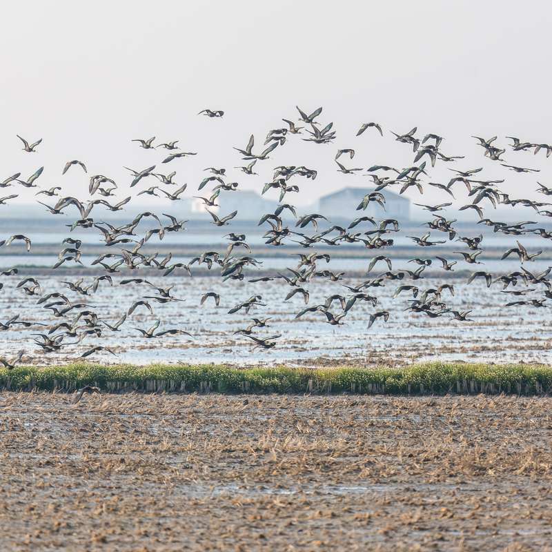 Doñana Ibis