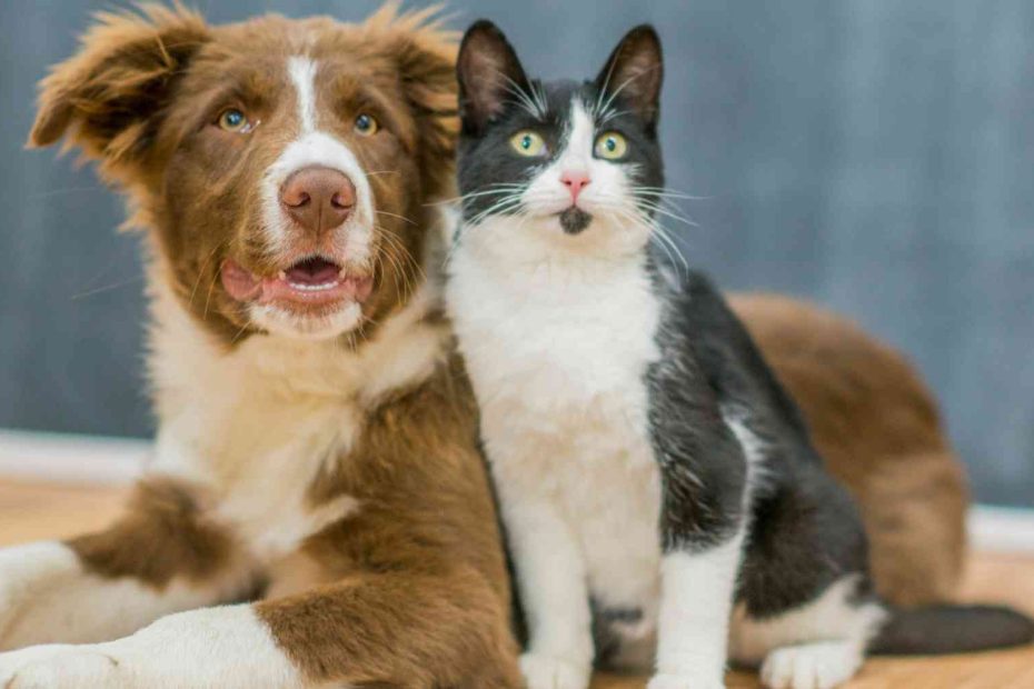 Your dog or your cat is to blame for what happens to your health: experts say